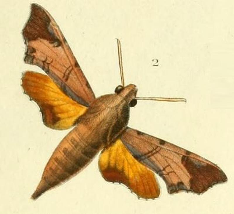 Pl.08-fig.02-Temnora pseudopylas