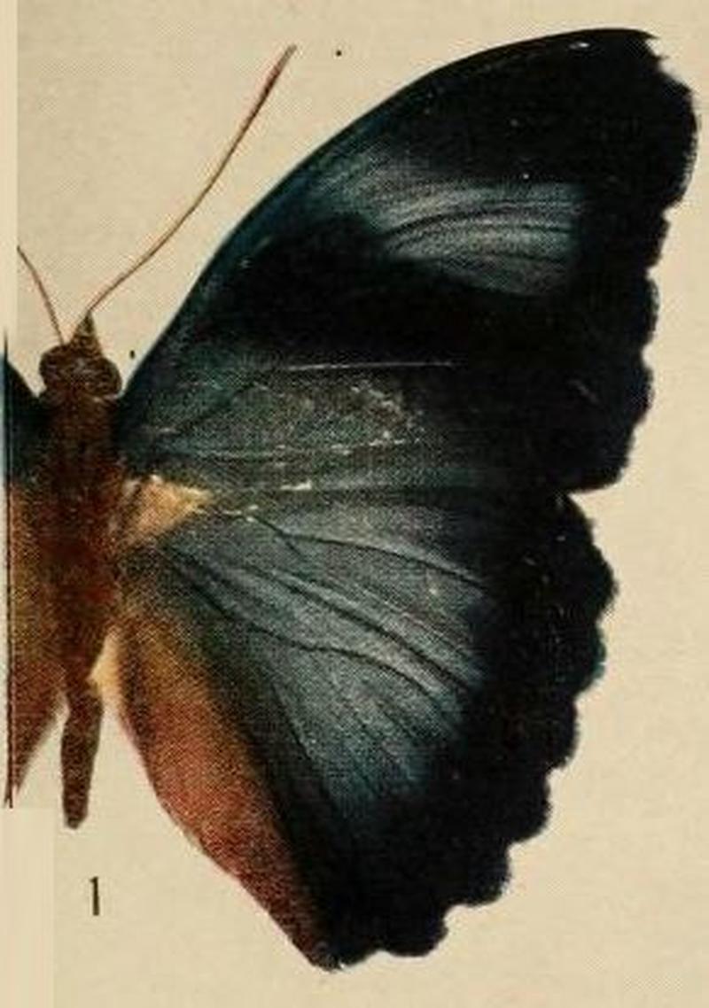 Pl.09-01-Euphaedra hollandi Hecq, 1974, male