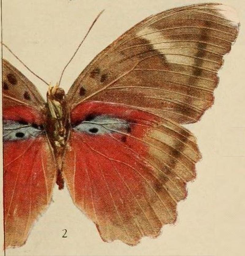 Pl.09-02-Euphaedra hollandi Hecq, 1974, fem.