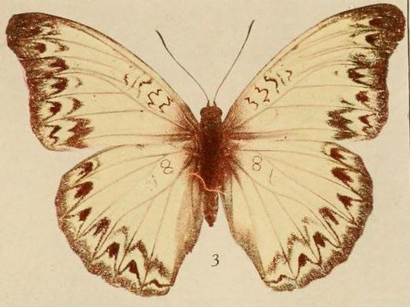 Pl.09-03-Cymothoe caenis