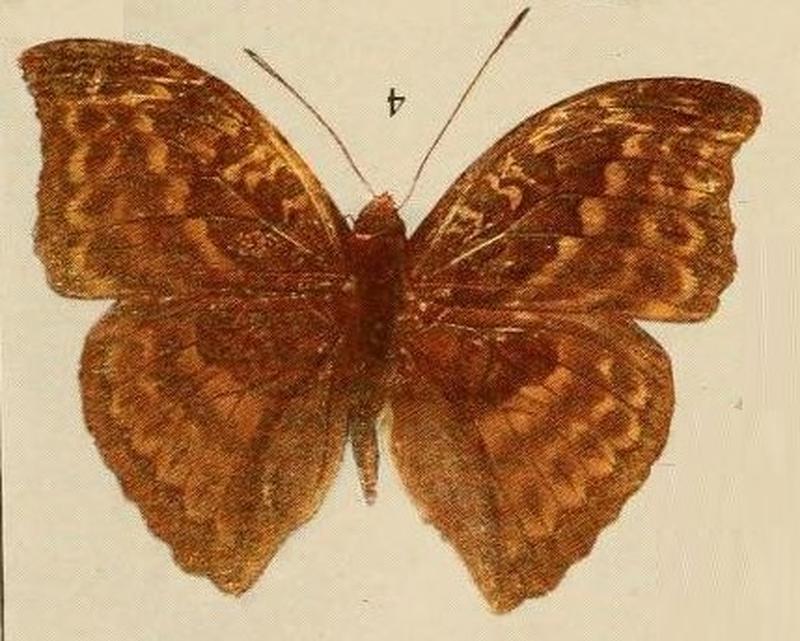 Pl.09-04-Euryphene lucasi=Bebearia cottoni (Bethune-Baker, 1908), male