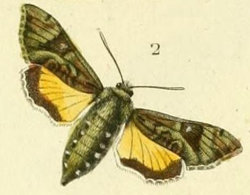 Pl.09-fig.02-Microsphinx pumilum (Boisduval, 1875)