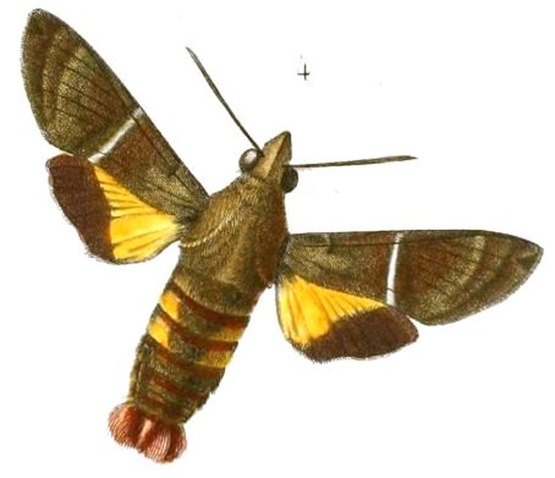 Pl.09-fig.04-Macroglossum hirundo