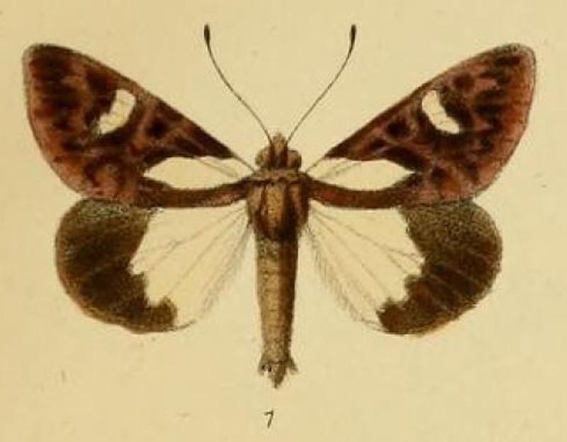 Pl.1-01-Aegocera leona=Schausia leona (Schaus & Clements, 1893)
