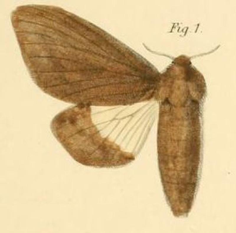 Pl.1-01-Gonometa bicolor Dewitz, 1881