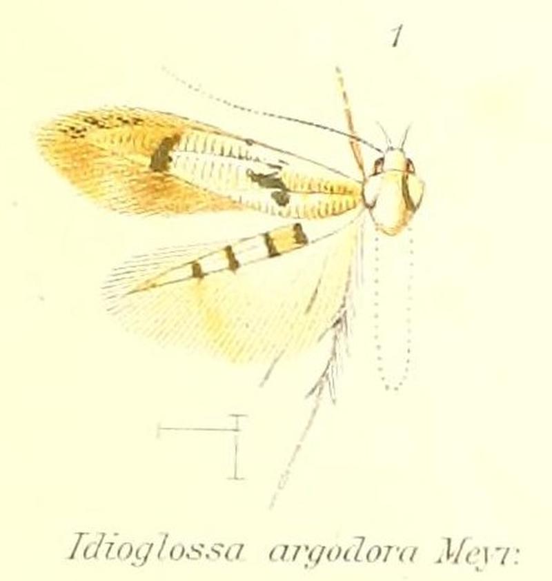 Pl.1-01-Idioglossa argodora Meyrick, 1913