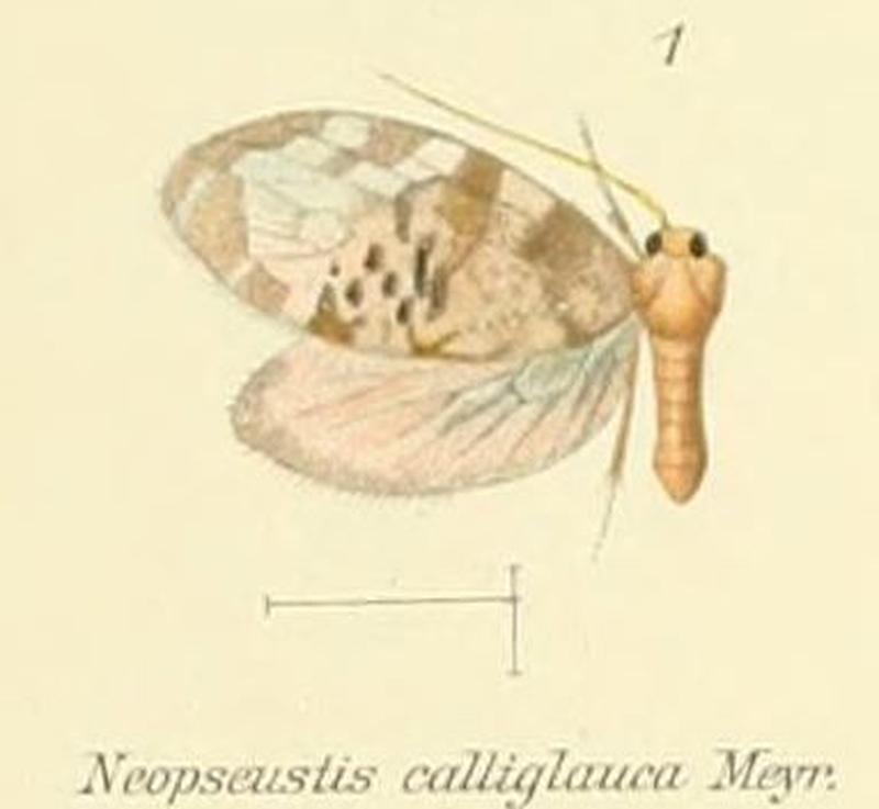 Pl.1-01-Neopseustis calliglauca Meyrick, 1909