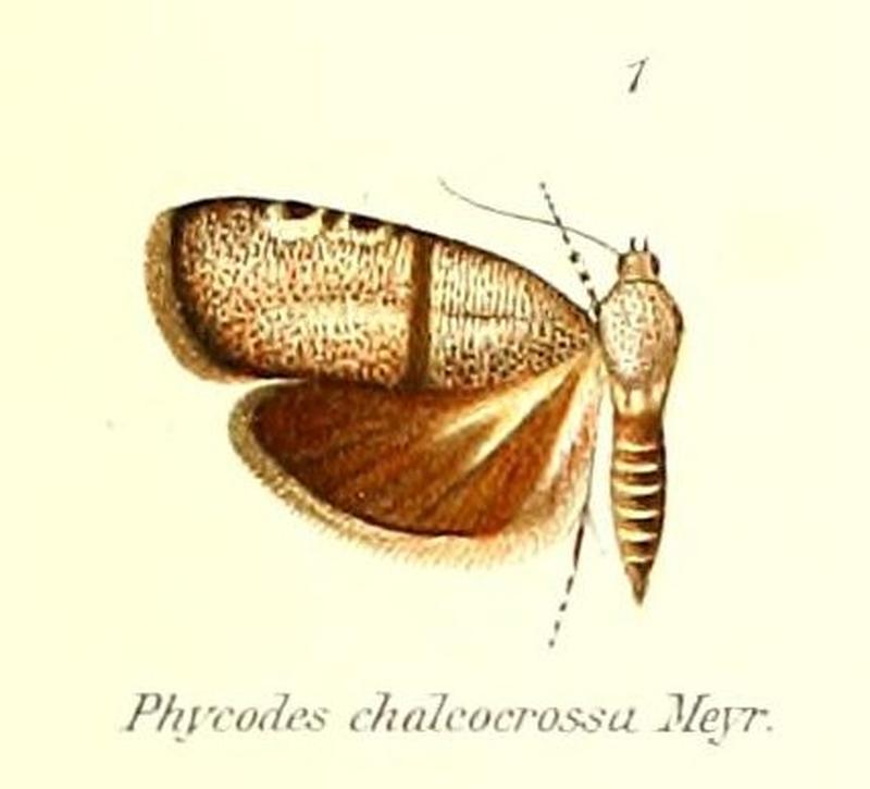 Pl.1-01-Phycodes chalcocrossa Meyrick, 1909