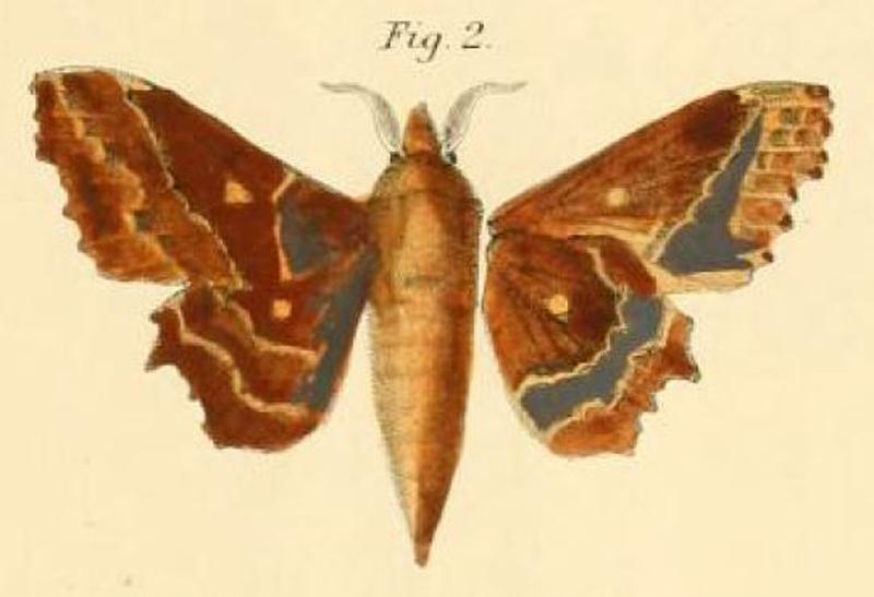 Pl.1-02-Gastropacha knoblauchii=Mimopacha knoblauchii (Dewitz, 1881)