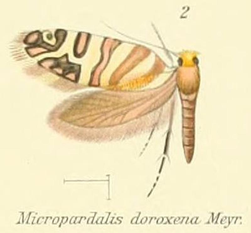 Pl.1-02-Micropardalis doroxena Meyrick, 1888