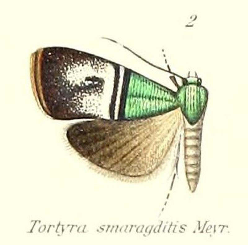Pl.1-02-Saptha smaragditis Meyrick, 1905 (Tortyra)