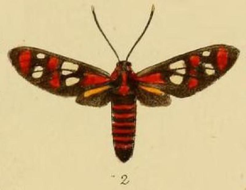 Pl.1-02-Syntomis divalis=Amata divalis (Schaus & Clements, 1893)