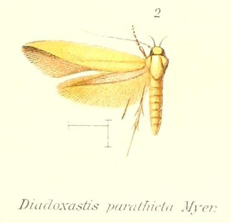 Pl.1-02-Tortilia parathicta (Meyrick, 1913) (Diadoxastis)