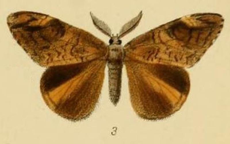 Pl.1-03-Aroa danva Schaus, 1893