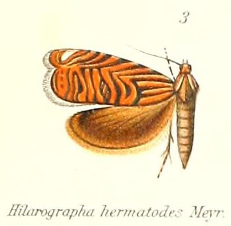 Pl.1-03-Hilarographa hermatodes Meyrick, 1909