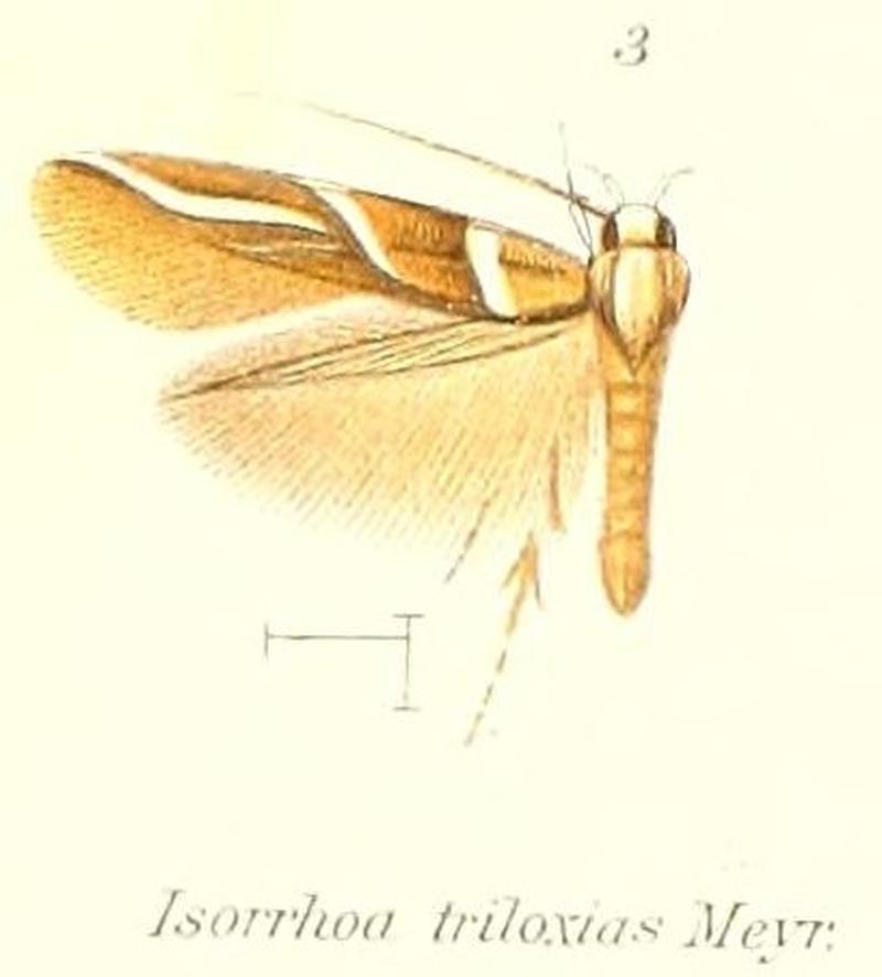Pl.1-03-Isorrhoa triloxias Meyrick, 1907