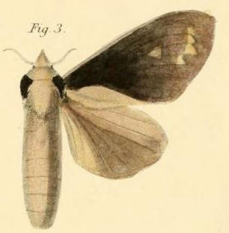 Pl.1-03-Pachypasa graberii=Stoermeriana graberi (Dewitz, 1881)