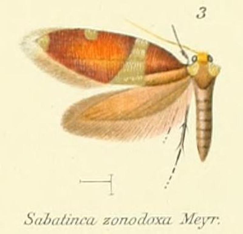 Pl.1-03-Sabatinca zonodoxa = Zealandopterix zonodoxa (Meyrick, 1888)