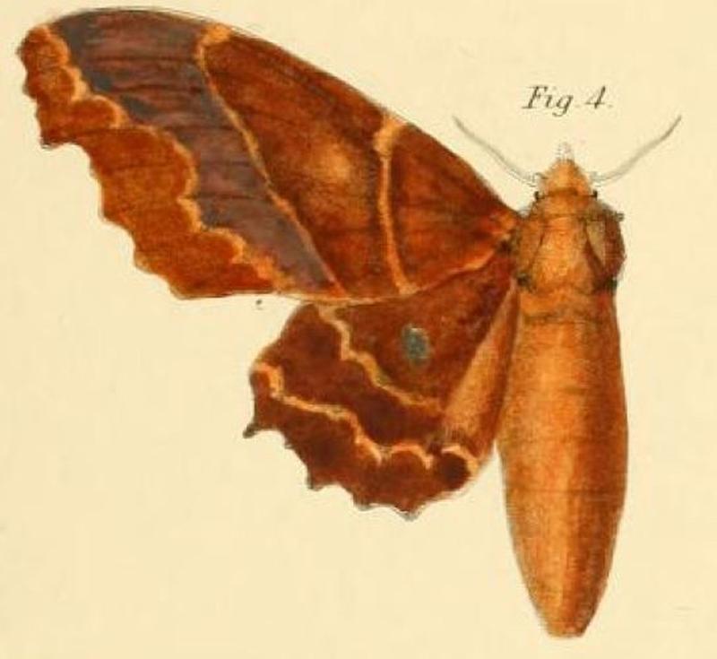 Pl.1-04-Gastropacha knoblauchii=Mimopacha knoblauchii (Dewitz, 1881)