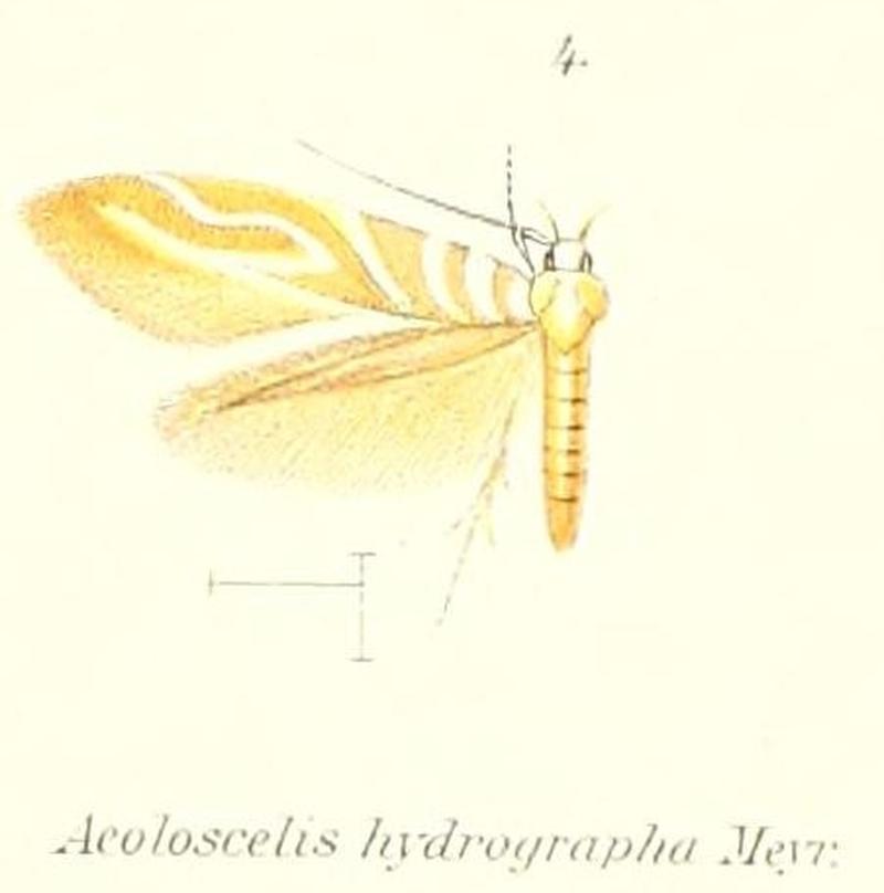 Pl.1-04-Isorrhoa aetheria (Meyrick, 1897) (syn.Aeoloscelis hydrographa)