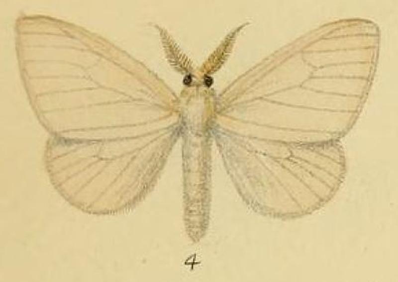 Pl.1-04-Redoa laba=Leucoma luteipes (Walker, 1855)