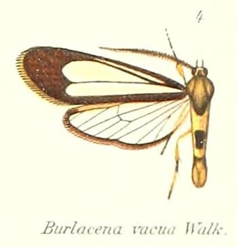 Pl.1-04-Syntomis vacua (Walker, 1864 (Burlacena)