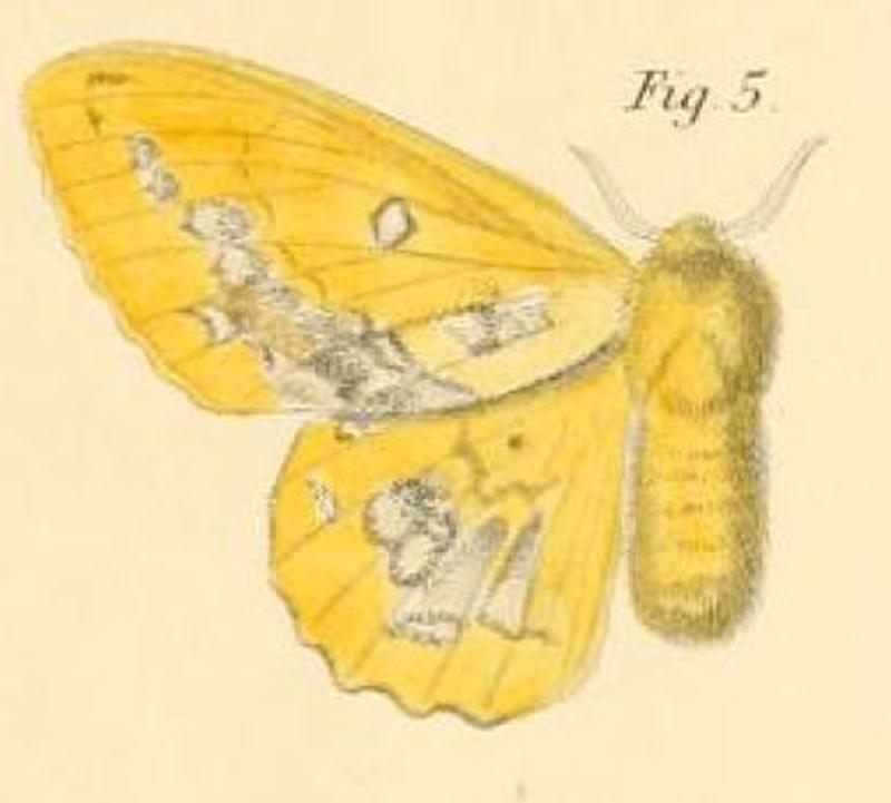 Pl.1-05-Amydona burchardii=Trabala burchardii (Dewitz, 1881)