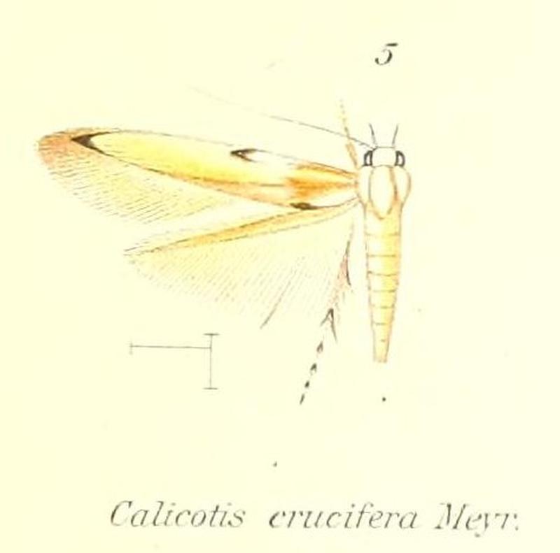 Pl.1-05-Calicotis crucifera Meyrick, 1889