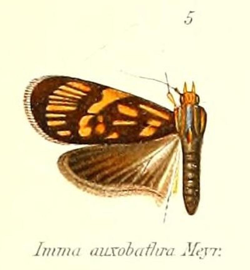 Pl.1-05-Imma auxobathra Meyrick, 1906