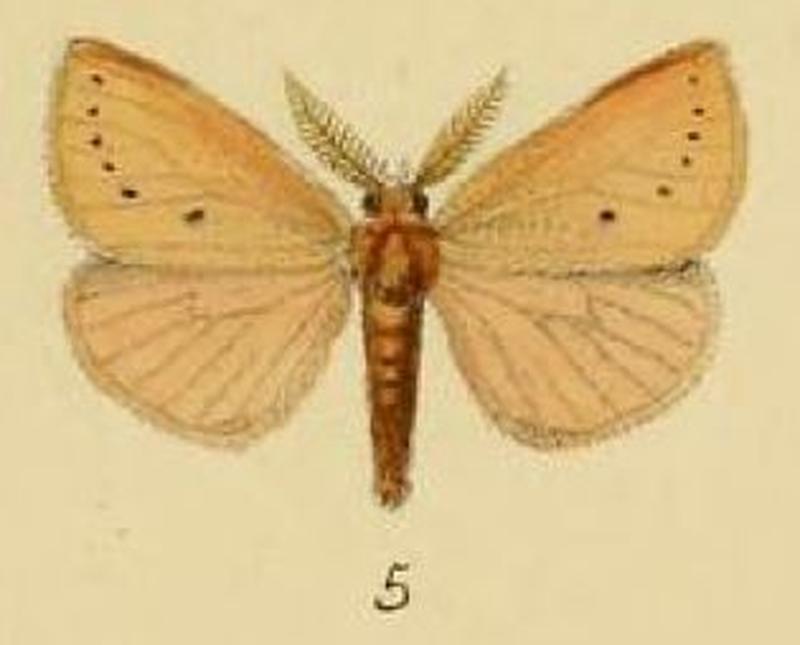 Pl.1-05-Laelia rosea Schaus & Clements, 1893