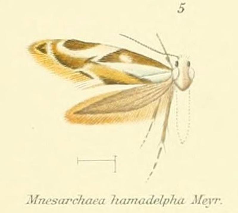 Pl.1-05-Mnesarchaea hamadelpha Meyrick, 1888