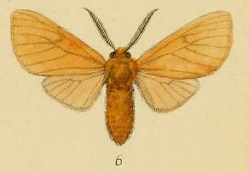 Pl.1-06-Anace burra=Metarctia burra (Schaus, 1893)