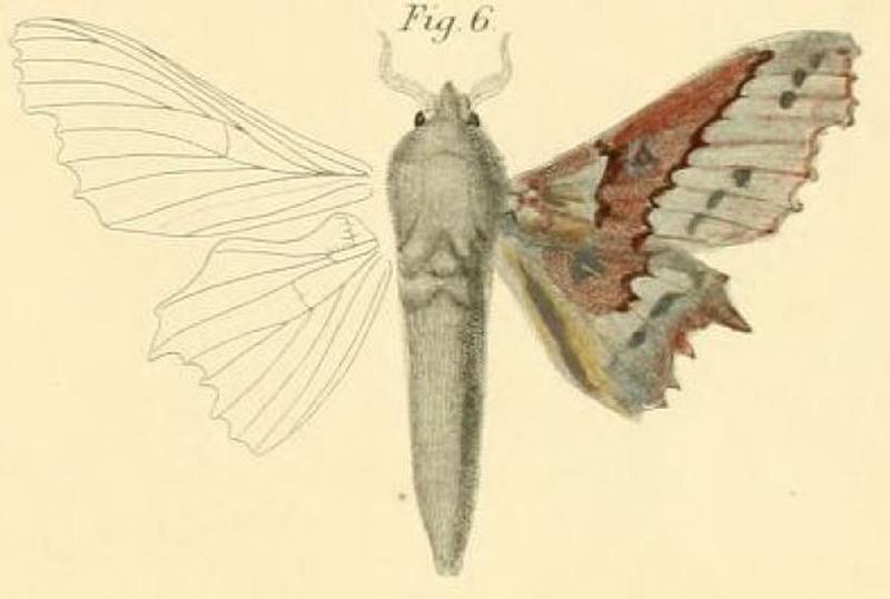 Pl.1-06-Gastropacha gersäckerii=Mimopacha gerstaeckerii (Dewitz, 1881)
