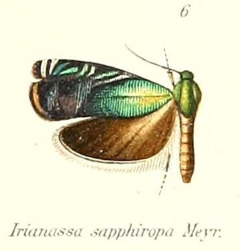 Pl.1-06-Irianassa sapphiropa Meyrick, 1905