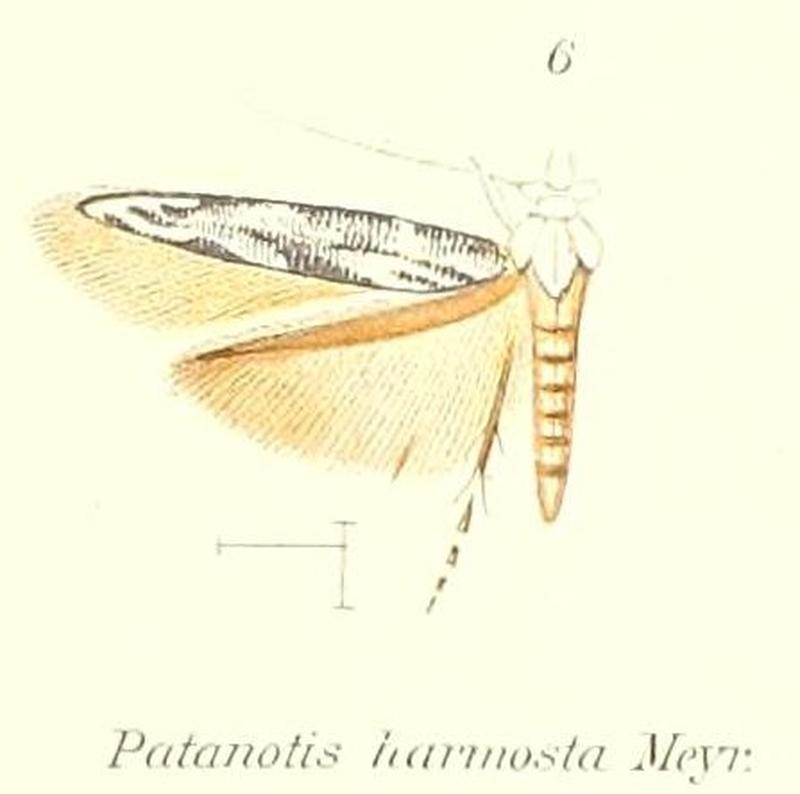 Pl.1-06-Patanotis harmosta Meyrick, 1913