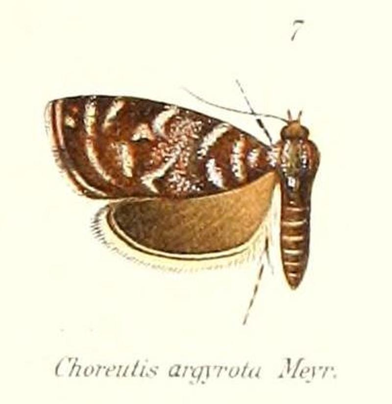 Pl.1-07-Choreutis argyrota Meyrick, 1912