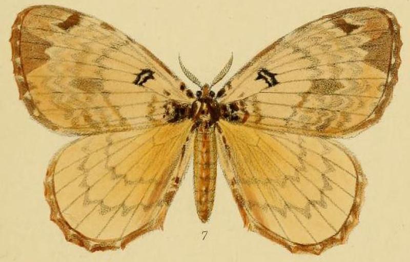 Pl.1-07-Homochroa orphne=Camerunia orphne (Schaus, 1893)
