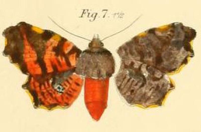 Pl.1-07-Pachythyris zellerii=Dysodia zelleri (Dewitz, 1881)