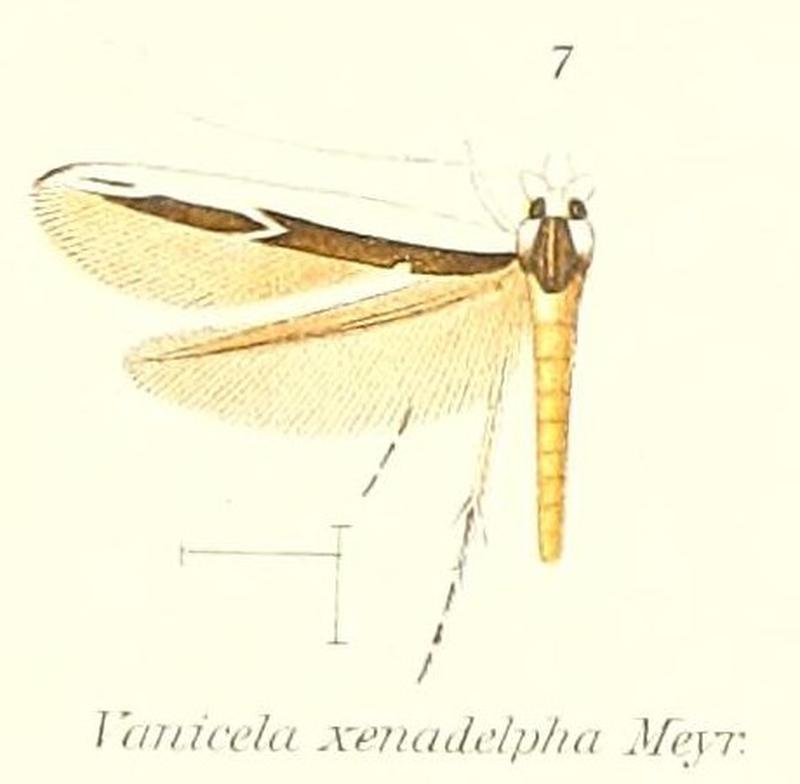 Pl.1-07-Vanicela xenadelpha Meyrick, 1889