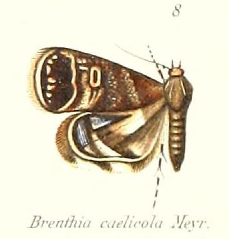 Pl.1-08-Brenthia caelicola Meyrick, 1910