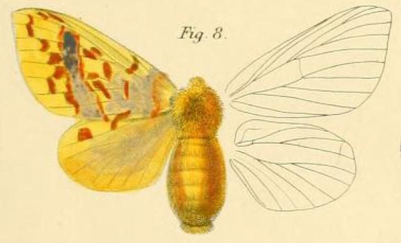 Pl.1-08-Chrysopsyche mirifica (Butler, 1878)