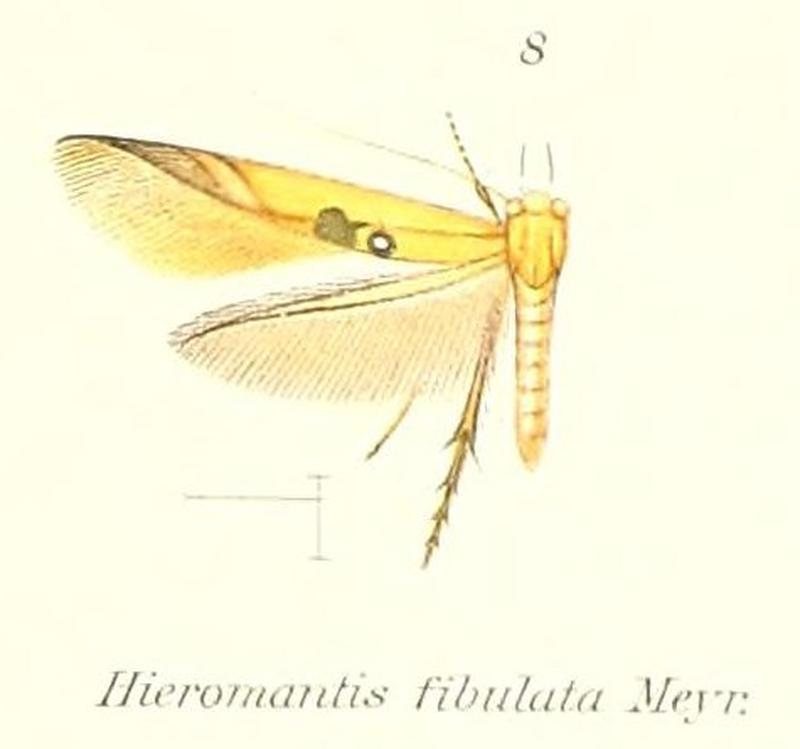 Pl.1-08-Hieromantis fibulata Meyrick, 1906