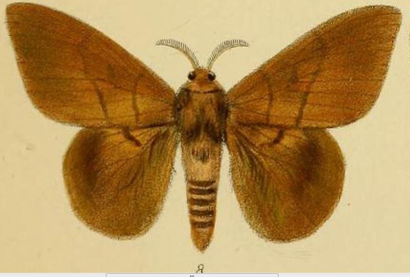Pl.1-08-Lasiocampa heres=Lechriolepis heres (Schaus, 1893)