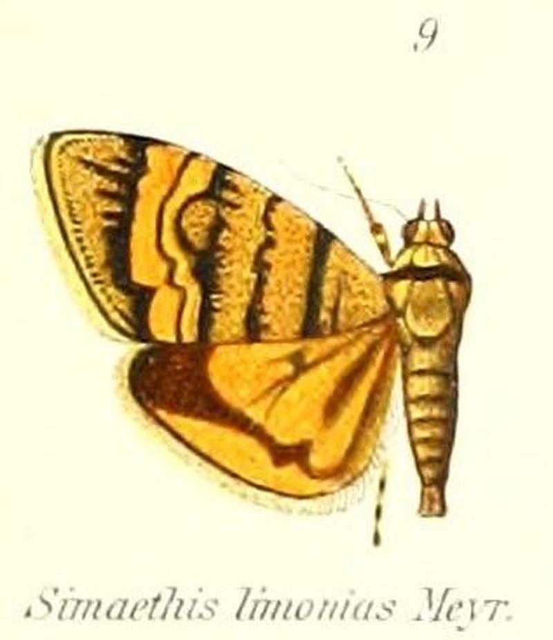 Pl.1-09-Choreutis limonias (Meyrick, 1907) (Simaethis)