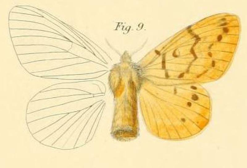 Pl.1-09-Lechriolepis anomala Butler, 1880