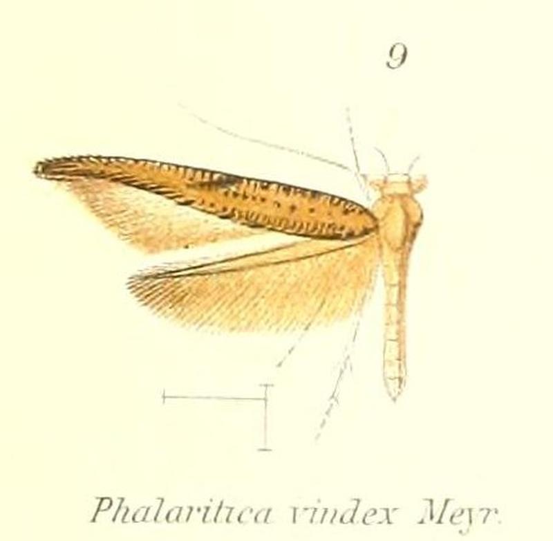 Pl.1-09-Phalaritica vindex Meyrick, 1913