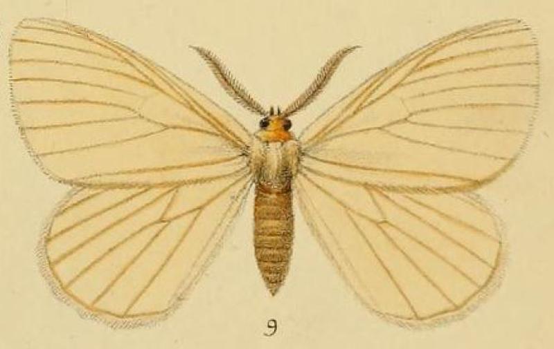 Pl.1-09-Stibolepis odites=Phiala odites Schaus, 1893