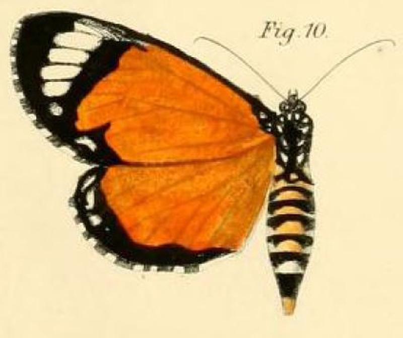 Pl.1-10-Eusemia falkensteinii=Heraclia poggei (Dewitz, 1879)