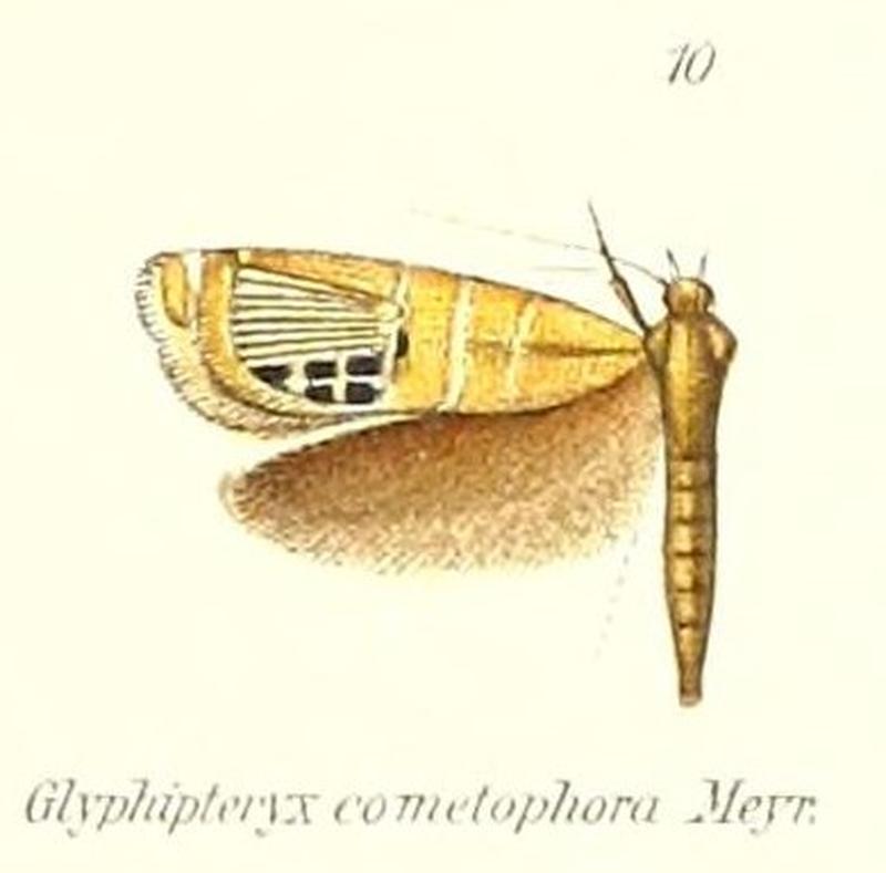 Pl.1-10-Glyphipterix cometophora (Meyrick, 1880) (Glyphipteryx)