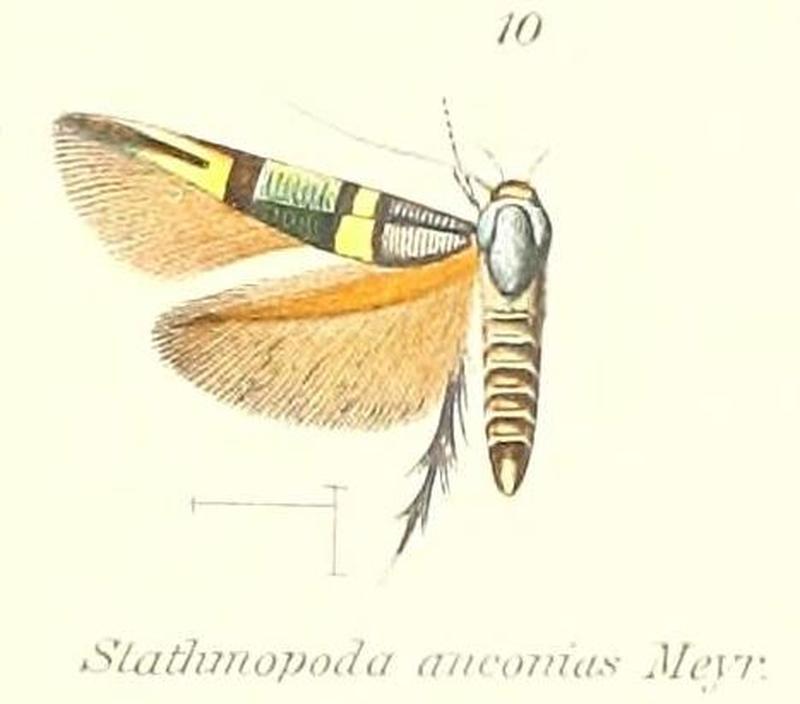 Pl.1-10-Stathmopoda anconias Meyrick, 1910
